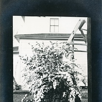 Flowering Bush