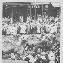 Procession of camels